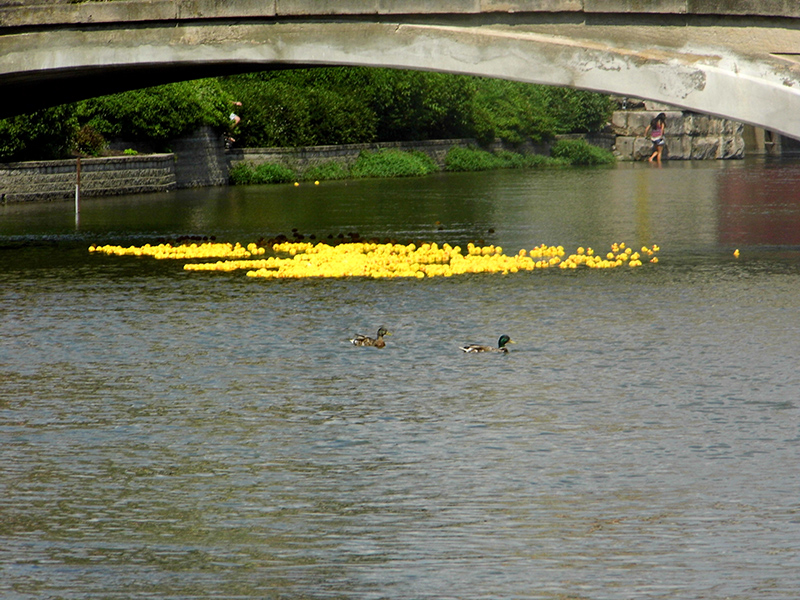 BRVA DUCK RACE 2016