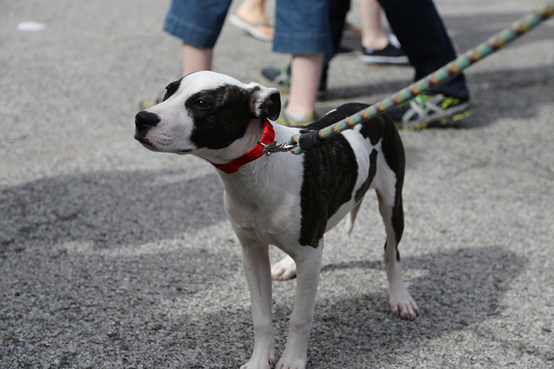 Violet, a foster puppy