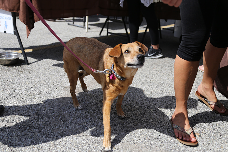 Lily with her pink leash.