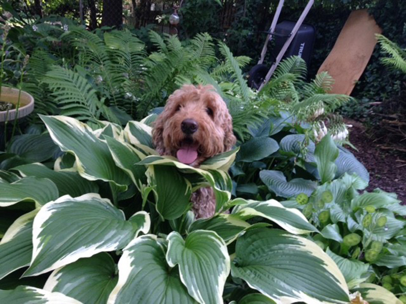 This was not a staged photo: Wrigley in my garden!