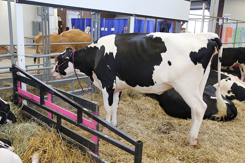 Indiana State Fair 2016