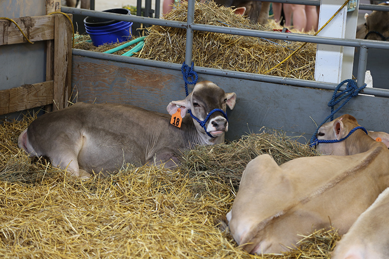 Indiana State Fair 2016