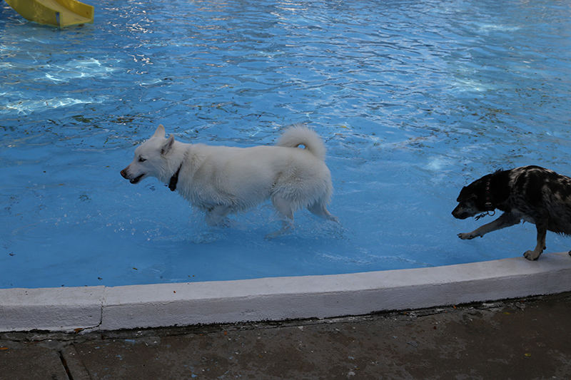 Random Rippling - Dog swim