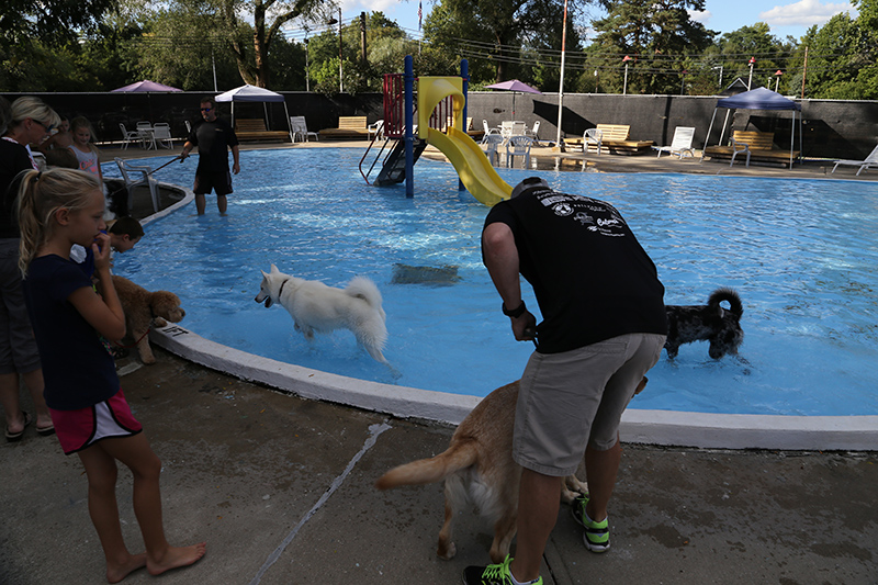 Random Rippling - Dog swim