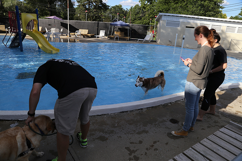 Random Rippling - Dog swim