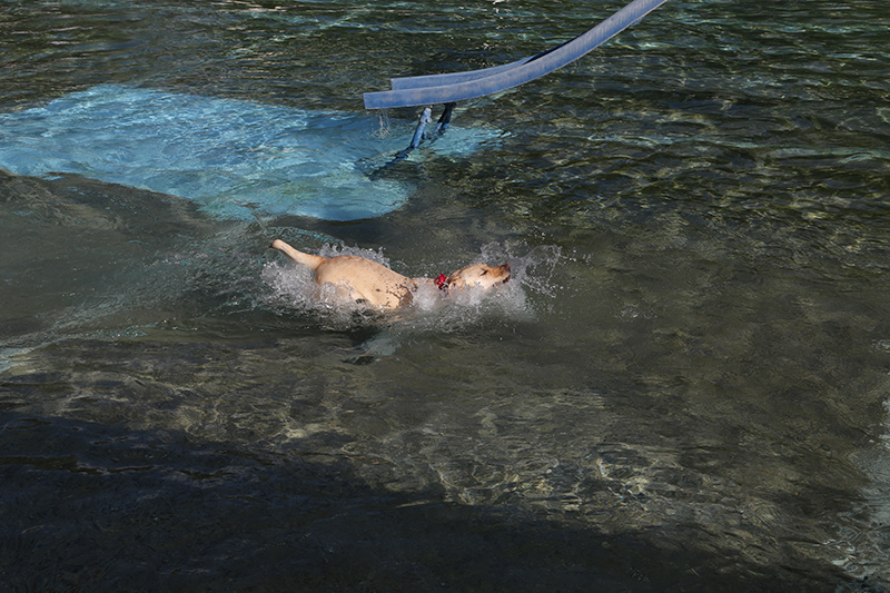 Random Rippling - Dog swim