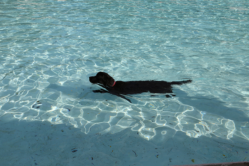 Random Rippling - Dog swim