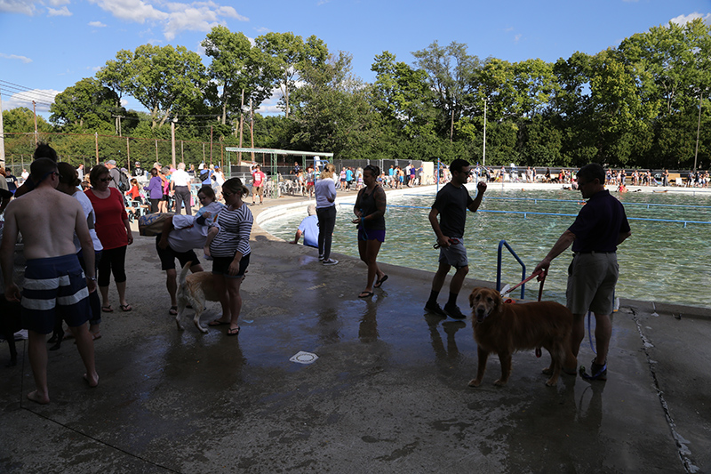 Random Rippling - Dog swim