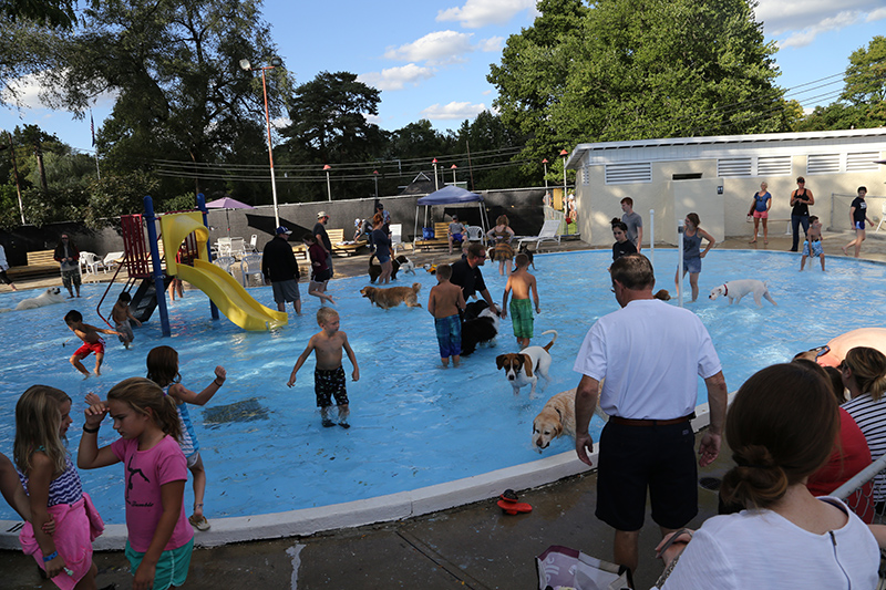 Random Rippling - Dog swim