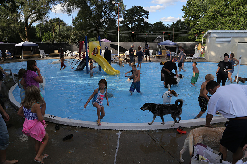 Random Rippling - Dog swim