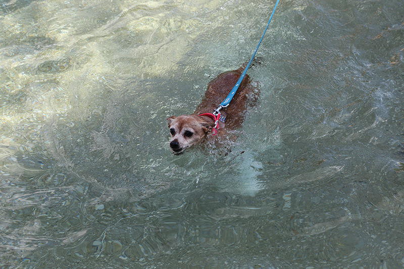 Random Rippling - Dog swim