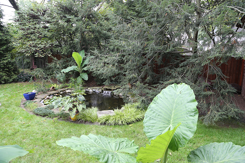 5875 Crestview Avenue: This tropical backyard has a Koi pond.