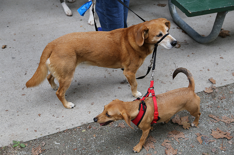 Random Rippling - Pet Blessing by St Paul's Episcopal Church