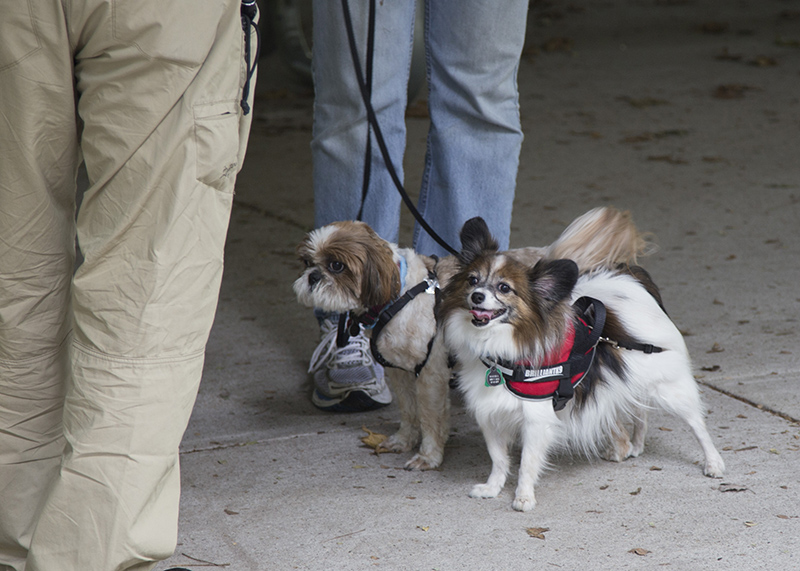 Random Rippling - Pet Blessing by St Paul's Episcopal Church