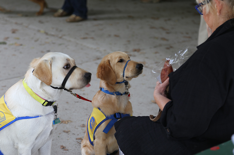 Random Rippling - Pet Blessing by St Paul's Episcopal Church