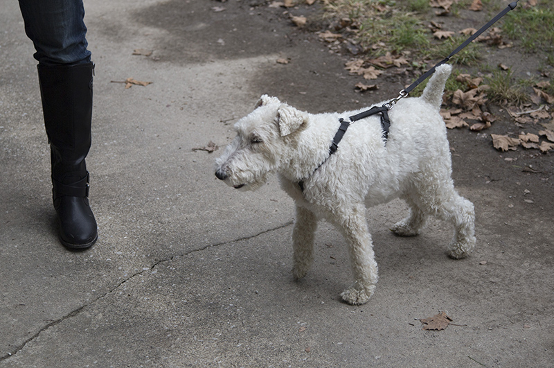 Random Rippling - Pet Blessing by St Paul's Episcopal Church