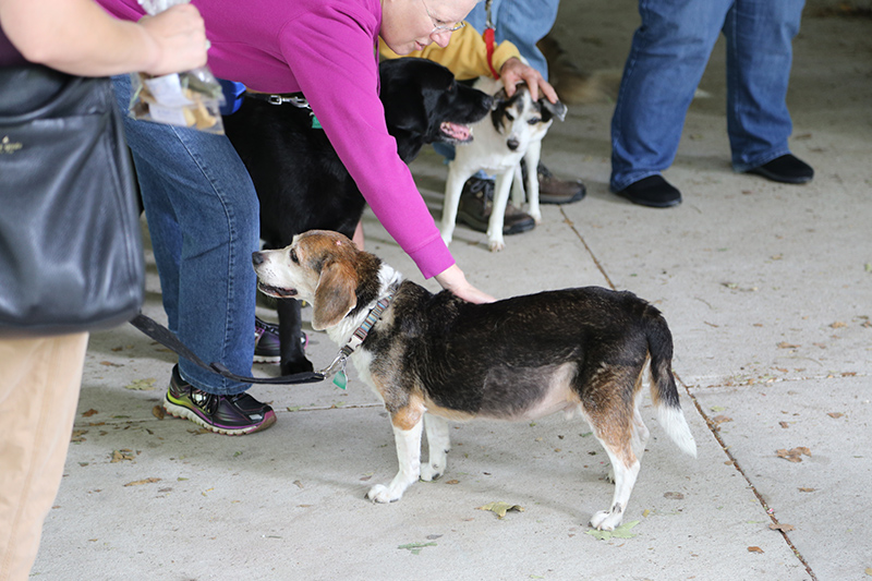 Random Rippling - Pet Blessing by St Paul's Episcopal Church