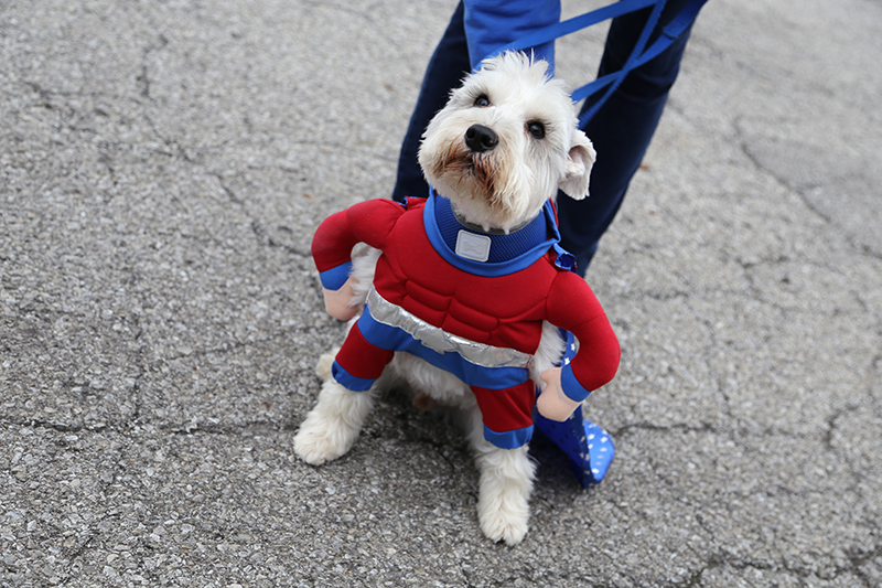 Random Rippling - Halloween doggies