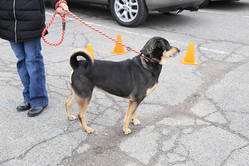 Random Rippling - Indy Bark Park prize 