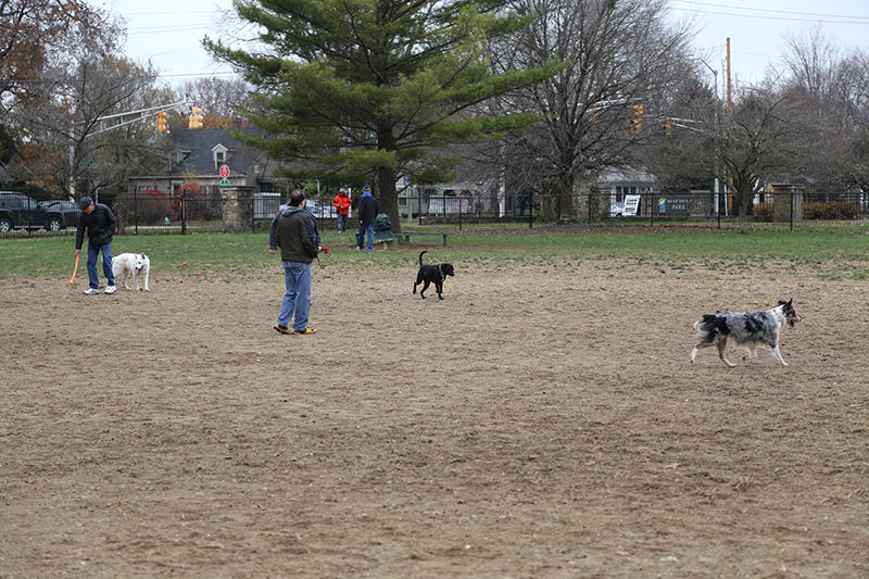 Random Rippling - Indy Bark Park prize 