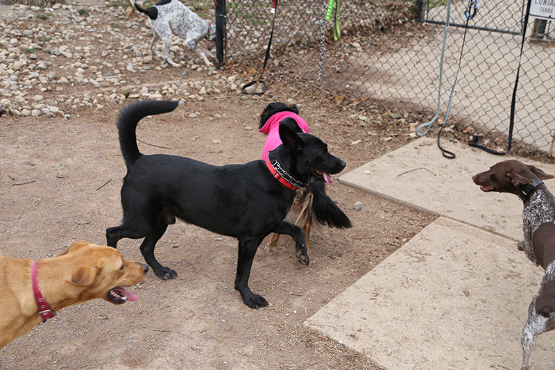 Random Rippling - Indy Bark Park prize 