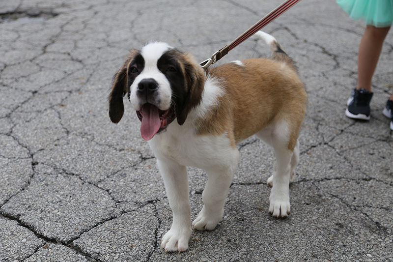 Yeti on a puppy outing