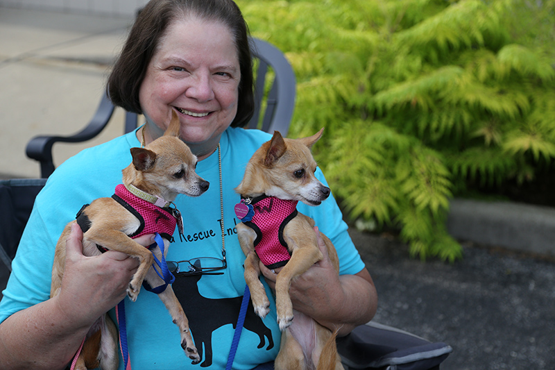 Chihuahua sisters Thelma and Weezie.