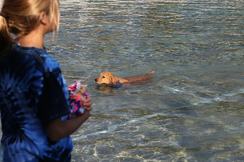 Dog Swim