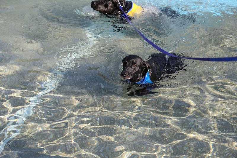 Dog Swim
