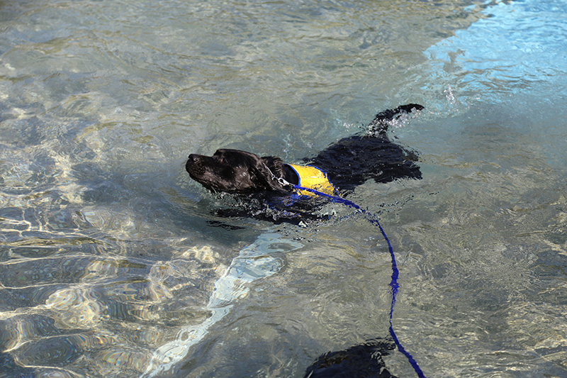 Dog Swim