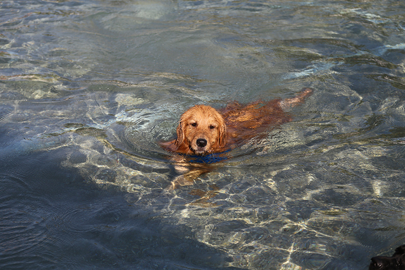 Dog Swim
