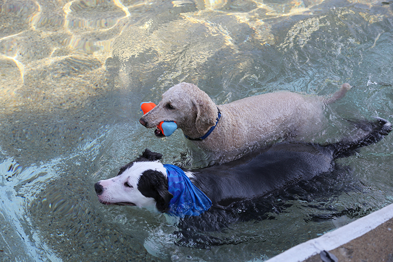 Dog Swim