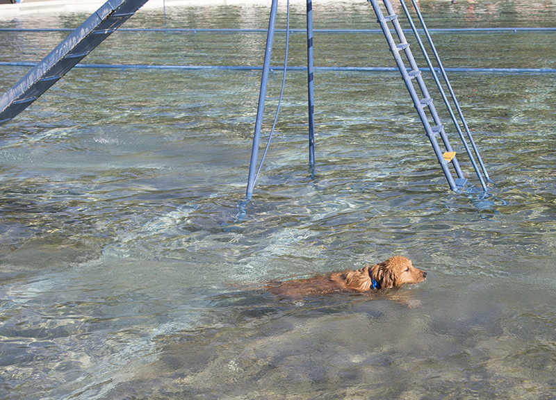 Dog Swim