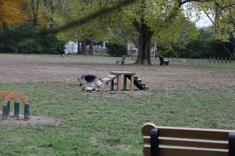 Bark Park