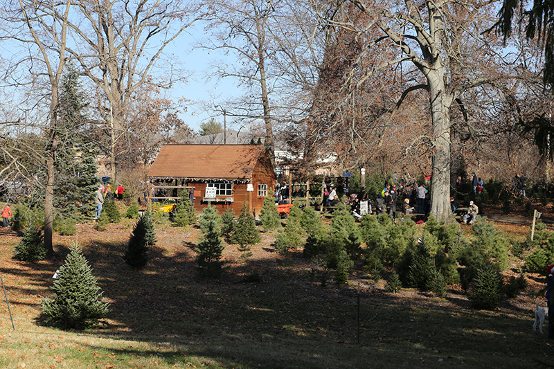 Christmas tree sale