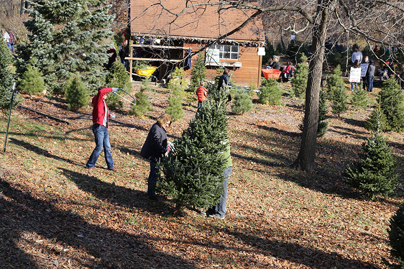 Christmas tree sale