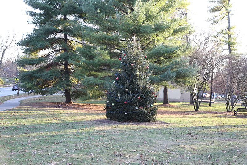 tree lighting