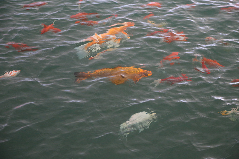 A large school of goldfish under the Ohio Street bridge, near the warm water inlet.