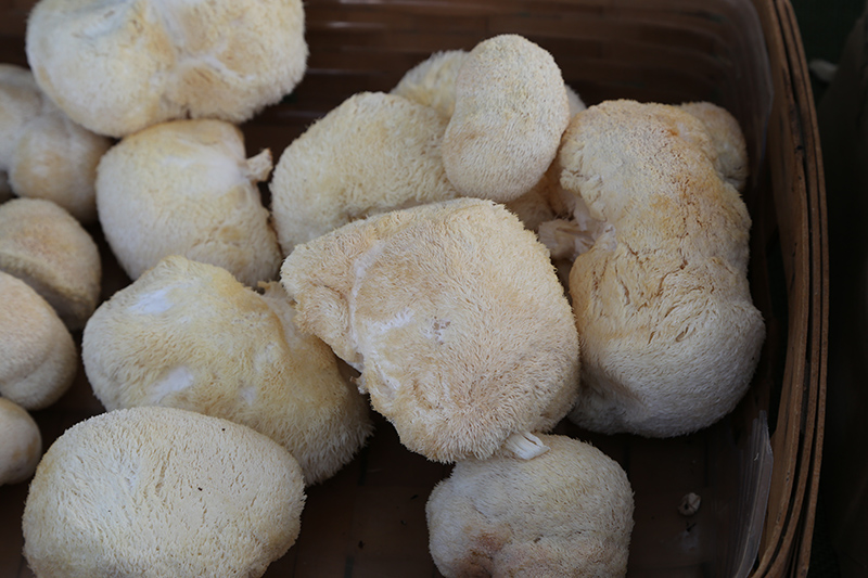 Delicious Tribbles! (actually Lions Mane mushrooms