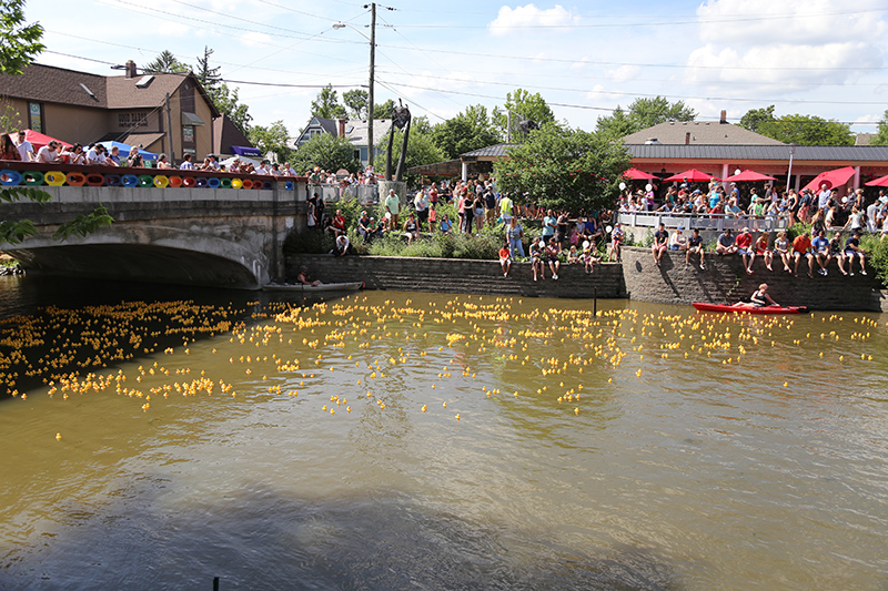 The field of ducks passes by hundreds of spectators as it races under the rainbow bridge