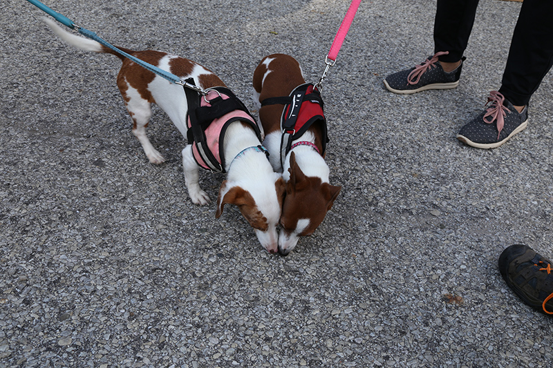 Stella and Penelope found the same scent at the same time