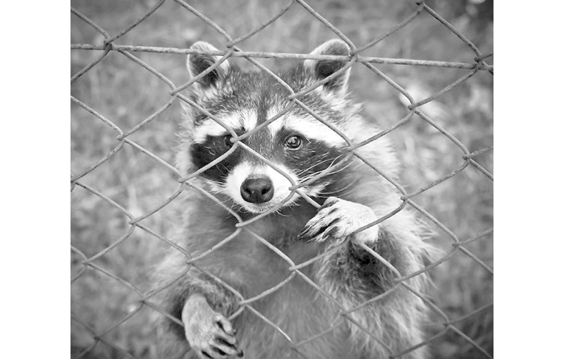 Right in my Own Backyard - raccoons - by Brandt Carter