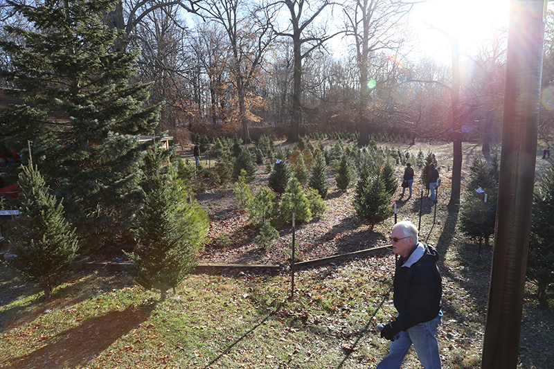 Picking the right Christmas Tree