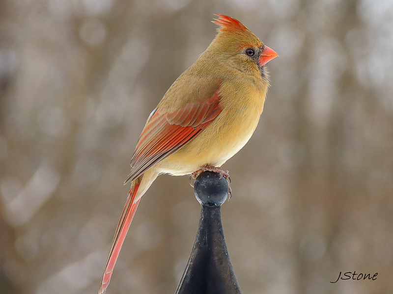 Northern Cardinal