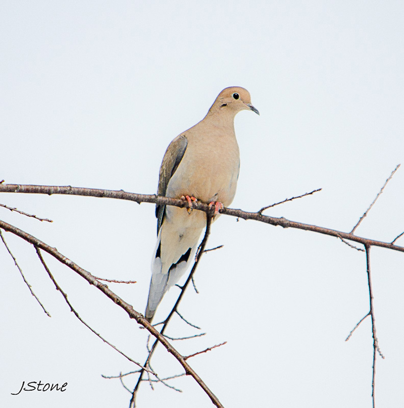 dove