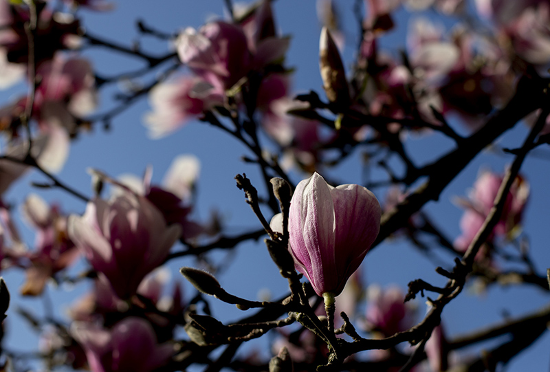 magnolias