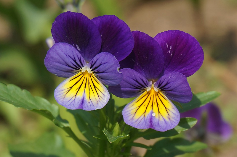 pansy