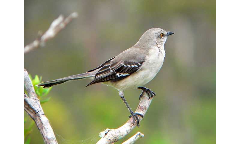 The northern mockingbird.