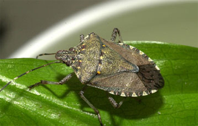 Stink bug