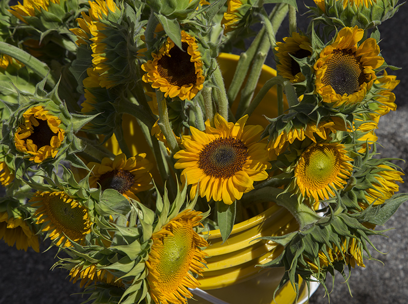 sunflowers